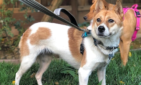 7 cuddly canines to adopt now in San Jose
