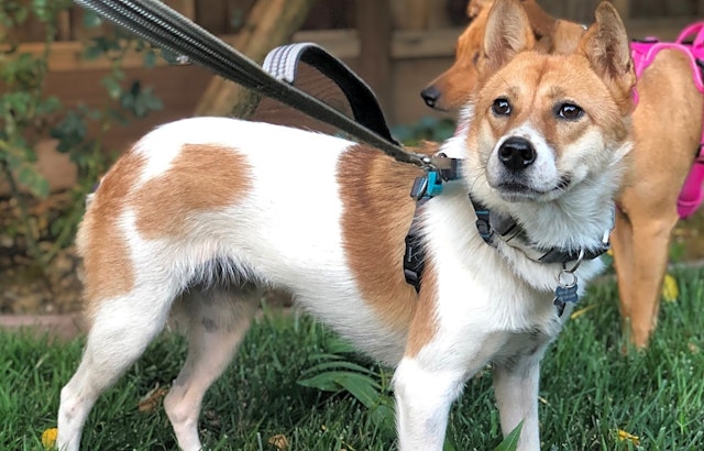 7 cuddly canines to adopt now in San Jose