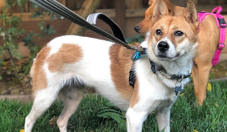 7 cuddly canines to adopt now in San Jose