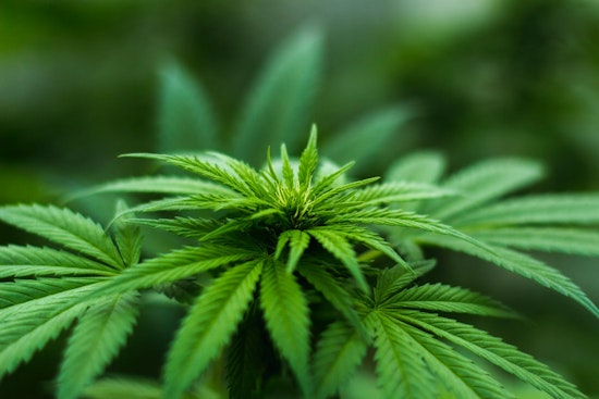 Top Chicago news: Weed-themed restaurant, bar coming soon; woman shot in head in home; more