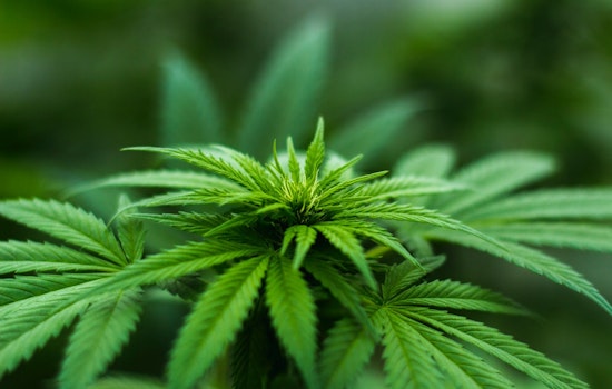 Top Chicago news: Weed-themed restaurant, bar coming soon; woman shot in head in home; more