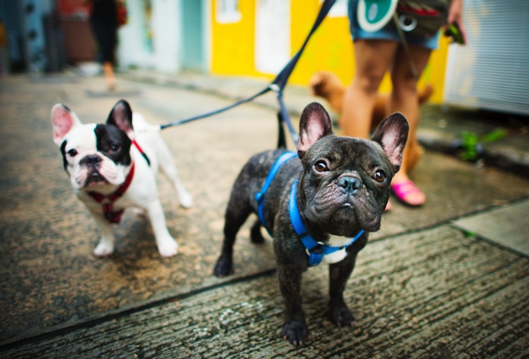 Top Jacksonville news: Free pet adoptions this weekend; former dancer, dealer turns 100; more