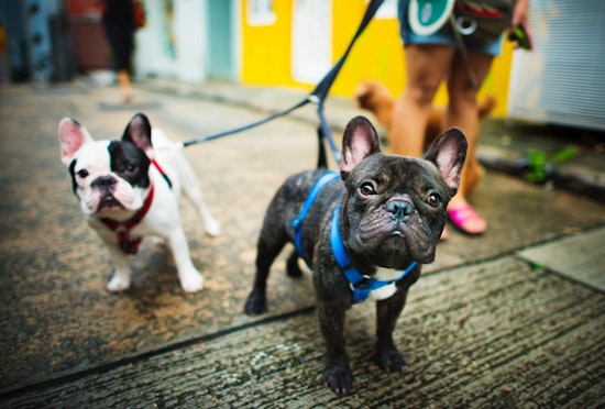 Top Jacksonville news: Free pet adoptions this weekend; former dancer, dealer turns 100; more