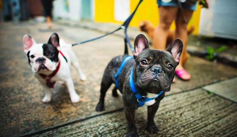 Top Jacksonville news: Free pet adoptions this weekend; former dancer, dealer turns 100; more