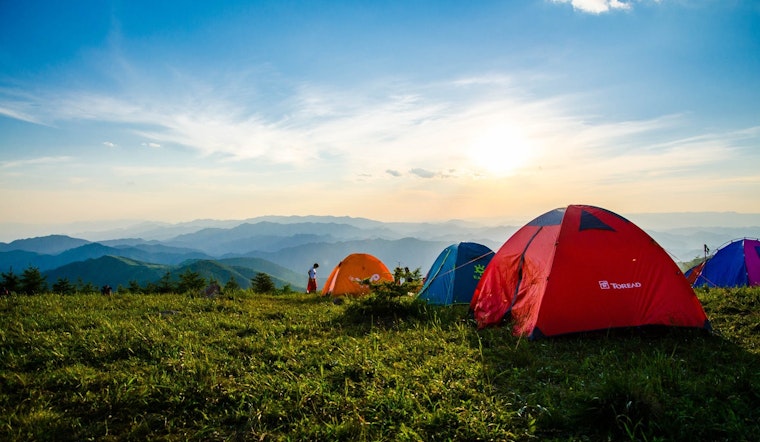Top Denver news: Dogs are getting high; camping ban upheld; more
