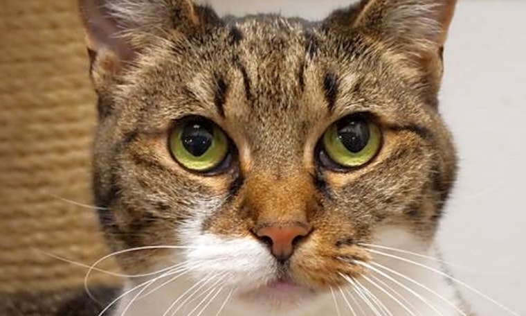 7 charming cats to adopt now in San Jose