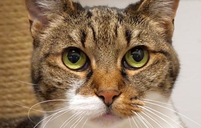 7 charming cats to adopt now in San Jose