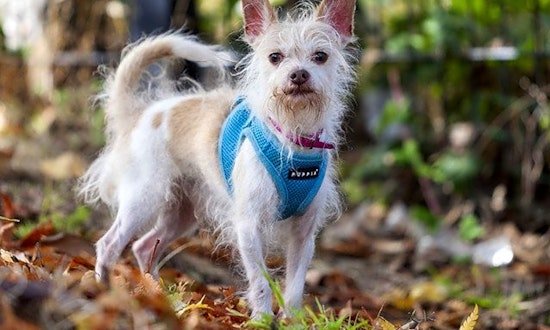 These Berkeley-based canines are up for adoption