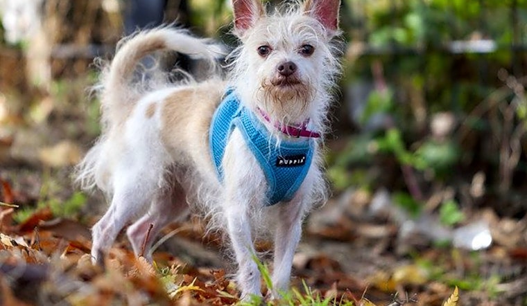 These Berkeley-based canines are up for adoption