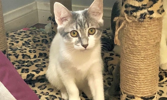 Want to adopt a pet? Here are 7 cute-as-can-be kittens to adopt now in Long Beach