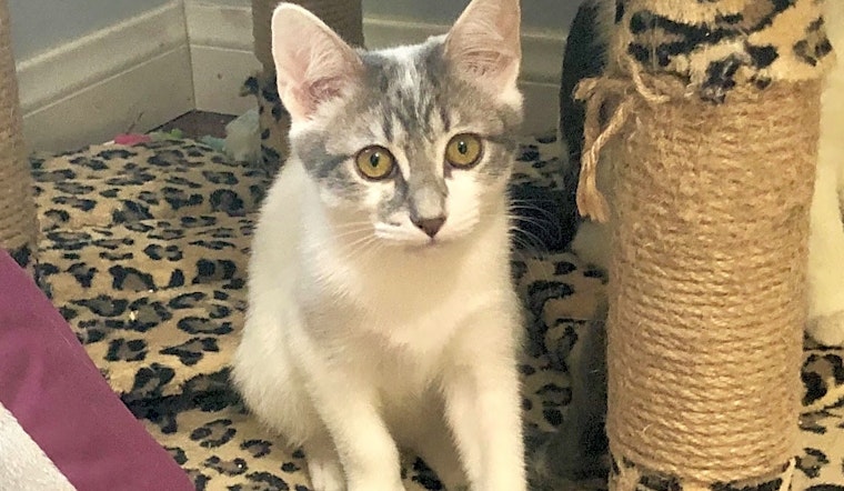 Want to adopt a pet? Here are 7 cute-as-can-be kittens to adopt now in Long Beach