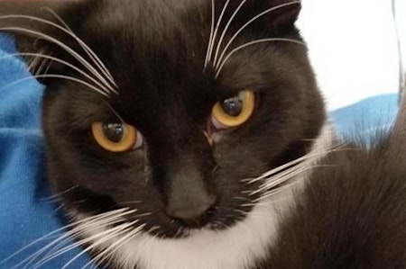 6 cuddly kittens to adopt now in Riverside