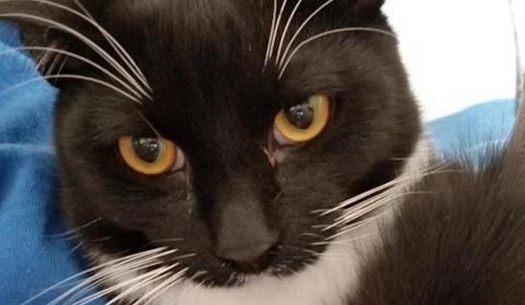 6 cuddly kittens to adopt now in Riverside