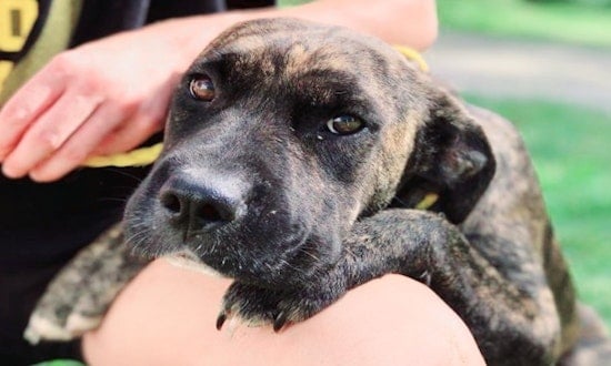 These Orlando-based dogs are up for adoption and in need of a good home