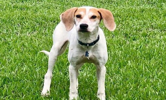 Looking to adopt a pet? Here are 4 delightful doggies to adopt now in Tampa