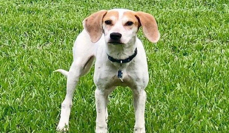 Looking to adopt a pet? Here are 4 delightful doggies to adopt now in Tampa