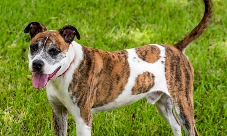 Looking to adopt a pet? Here are 6 lovable pups to adopt now in Miami