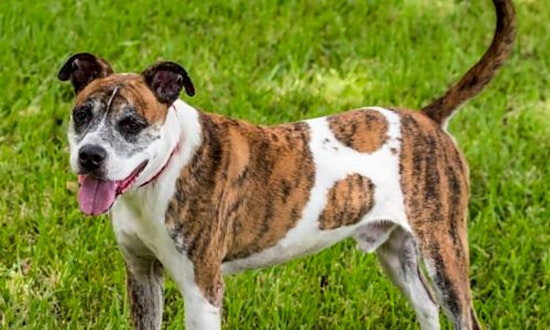 Looking to adopt a pet? Here are 6 lovable pups to adopt now in Miami