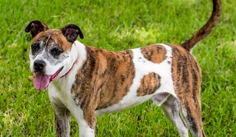 Looking to adopt a pet? Here are 6 lovable pups to adopt now in Miami