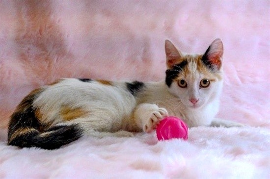 These Oakland-based felines are up for adoption and in need of a good home