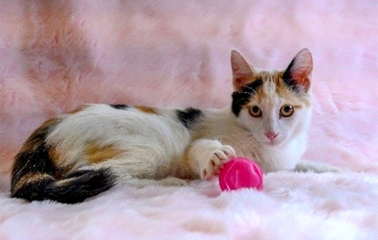 These Oakland-based felines are up for adoption and in need of a good home