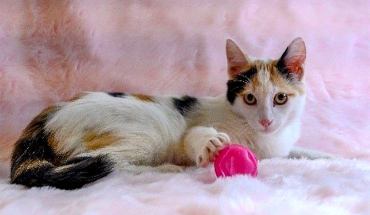 These Oakland-based felines are up for adoption and in need of a good home
