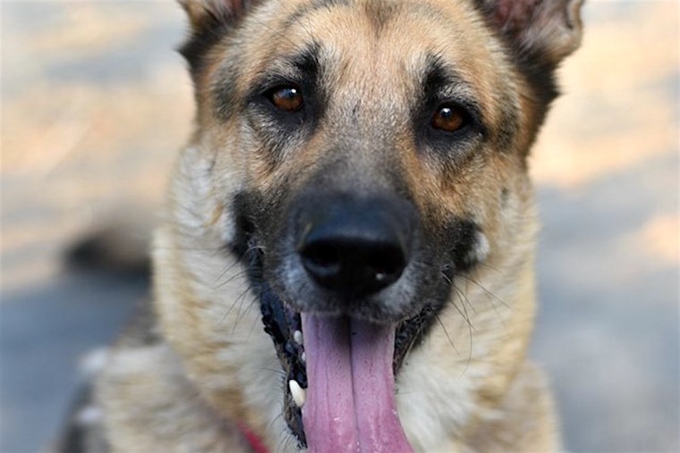 6 delightful doggies to adopt now in Portland