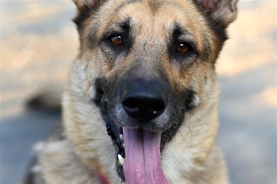6 delightful doggies to adopt now in Portland