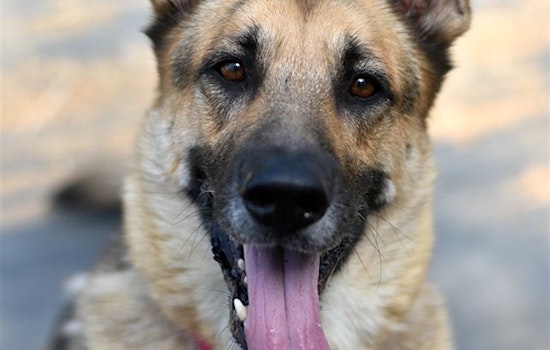 6 delightful doggies to adopt now in Portland