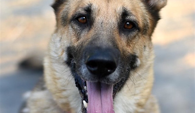 6 delightful doggies to adopt now in Portland