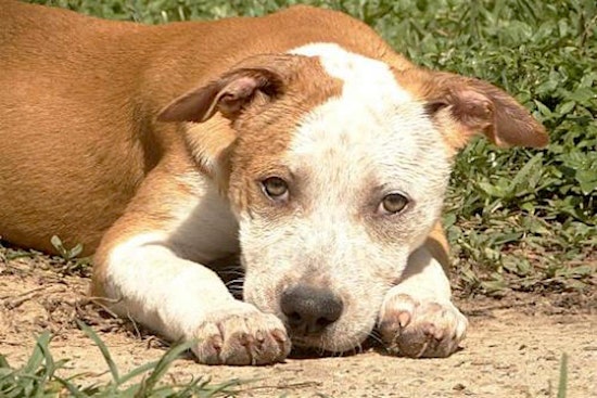 These Seattle-based puppies are up for adoption and in need of a good home