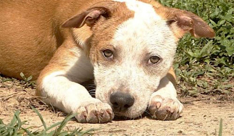 These Seattle-based puppies are up for adoption and in need of a good home