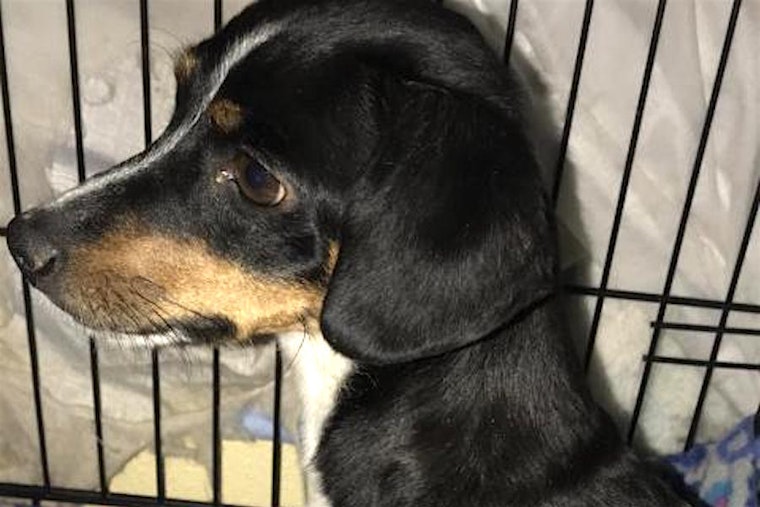 Want to adopt a pet? Here are 6 delightful doggies to adopt now in Fresno