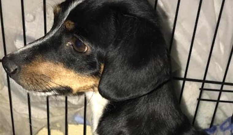 Want to adopt a pet? Here are 6 delightful doggies to adopt now in Fresno