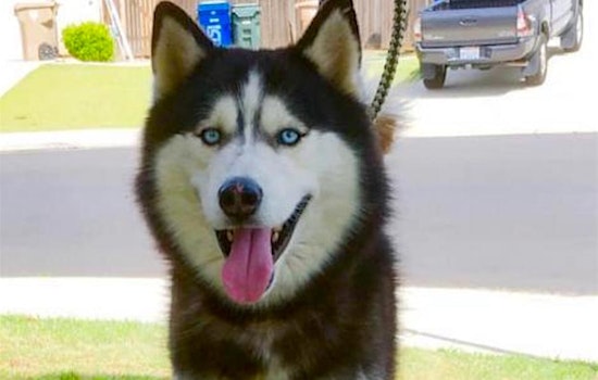 5 delightful doggies to adopt now in Bakersfield