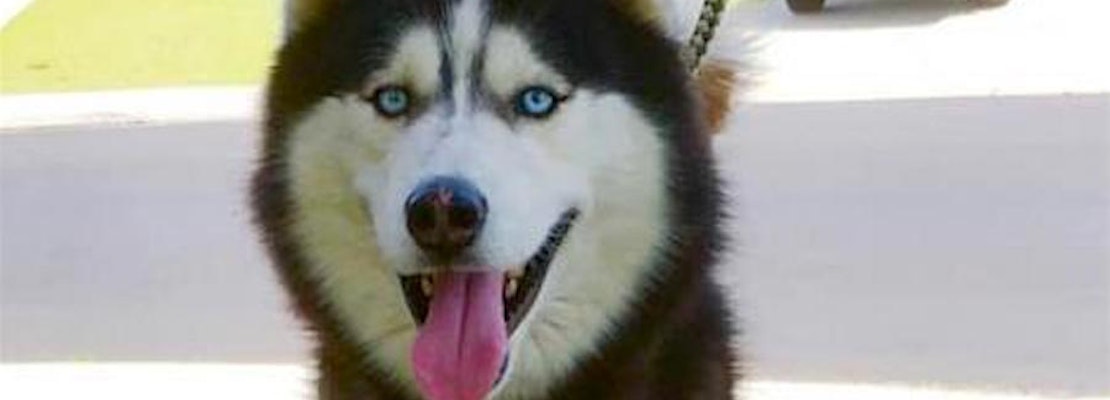 5 delightful doggies to adopt now in Bakersfield