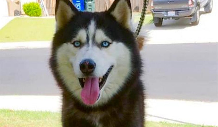 5 delightful doggies to adopt now in Bakersfield