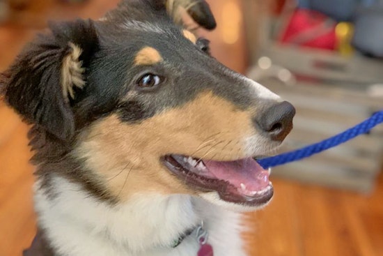Durham's top 3 pet stores to visit now