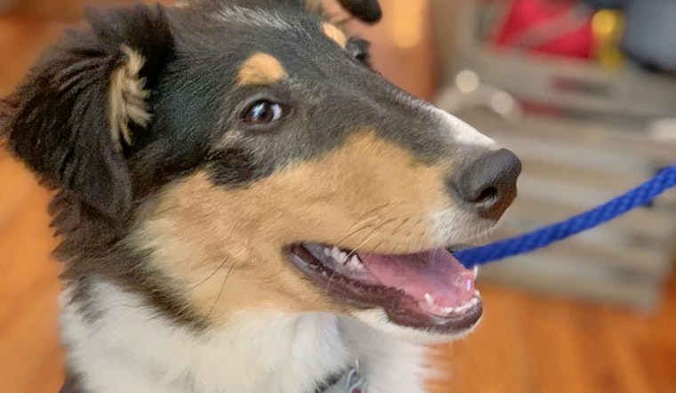Durham's top 3 pet stores to visit now