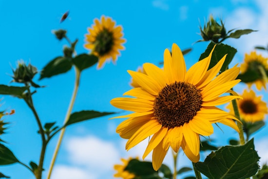 Top Raleigh news: Woman runs scam charity, gets 10 years; sunflowers harvested for biofuel; more