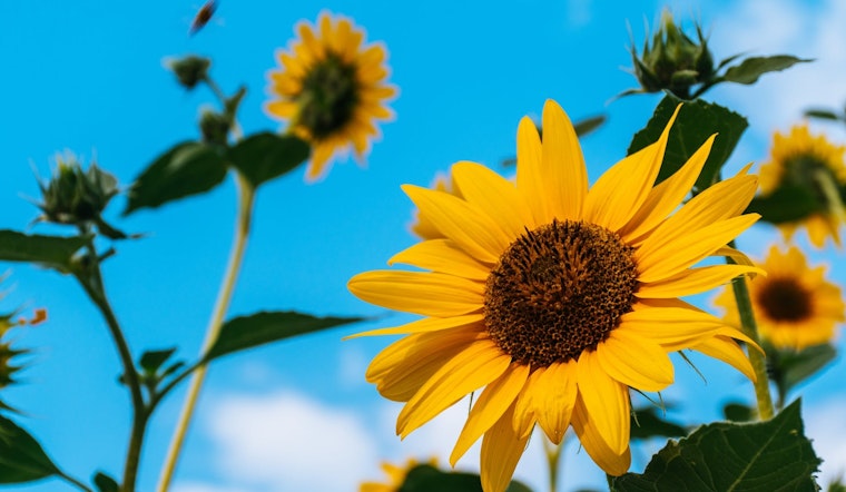 Top Raleigh news: Woman runs scam charity, gets 10 years; sunflowers harvested for biofuel; more