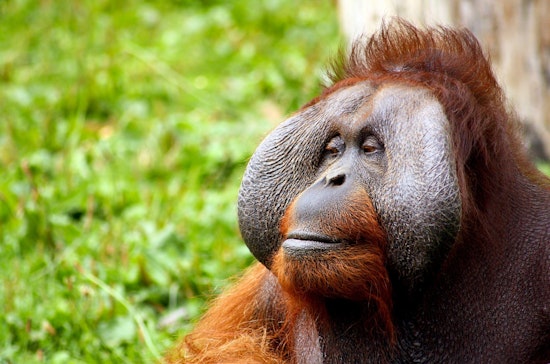 Top Denver news: Trash for orangutans' entertainment; cops investigate shooting death; more