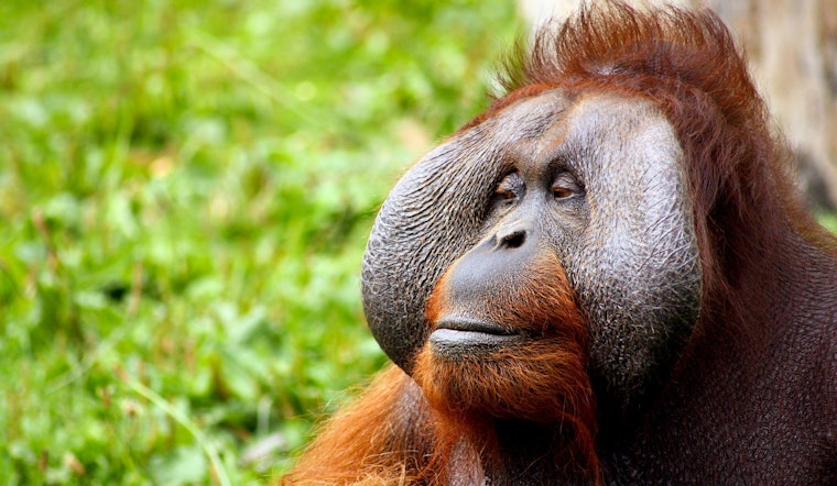 Top Denver news: Trash for orangutans' entertainment; cops investigate shooting death; more