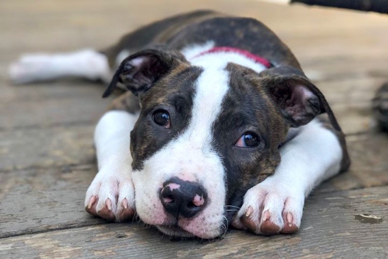 These Oakland-based puppies are up for adoption