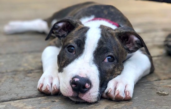 These Oakland-based puppies are up for adoption