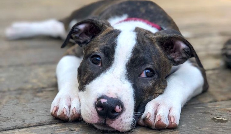 These Oakland-based puppies are up for adoption