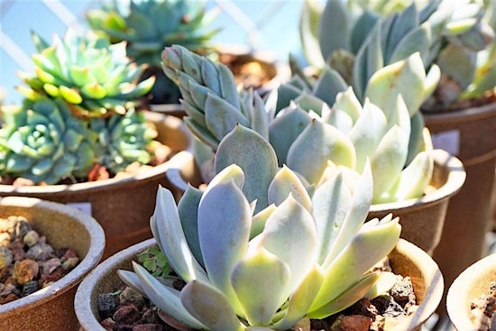 Berkeley's top 5 plant nurseries, ranked