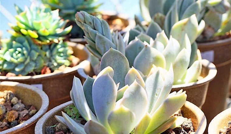 Berkeley's top 5 plant nurseries, ranked