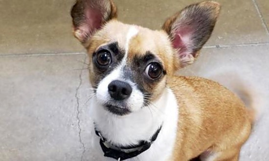 5 delightful doggies to adopt now in Riverside