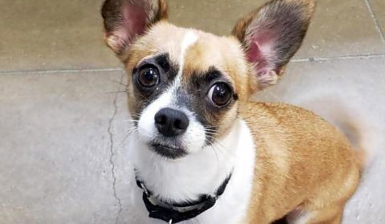 5 delightful doggies to adopt now in Riverside